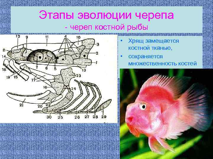 Схема строения черепа костистой рыбы