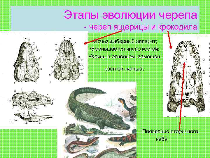 Какое развитие у ящерицы. Этапы развития ящерицы. Этапы эволюции черепа. Этапы развития крокодила. Развитие крокодила схема.