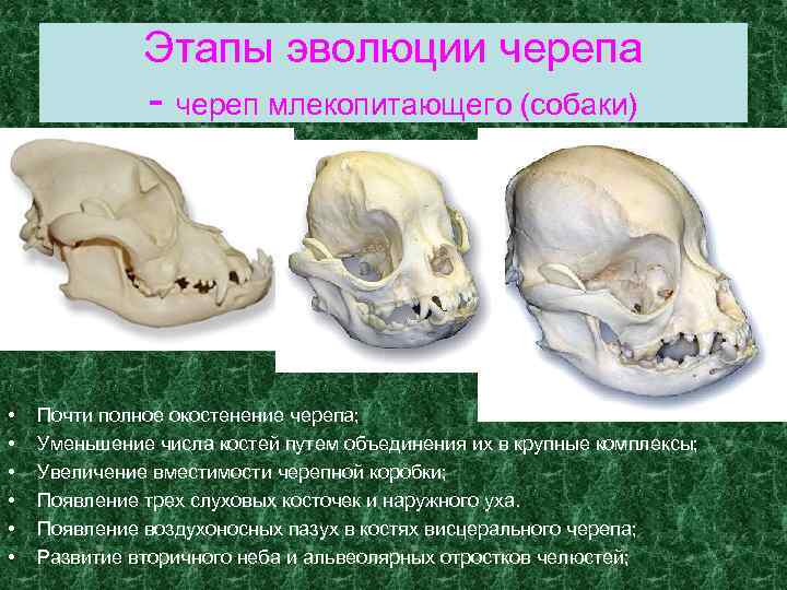 Класс млекопитающие череп. Череп млекопитающих. Этапы эволюции черепа. Кости черепа млекопитающих. Эволюция черепа млекопитающих.