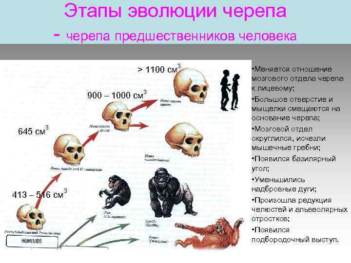 Эволюция размера мозга. Этапы эволюции черепа. Эволюция человека этапы череп. Стадии формирования черепа. Стадии развития черепа человека.