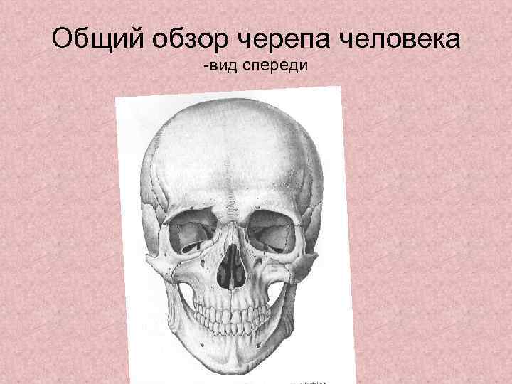 Общий обзор черепа человека -вид спереди 