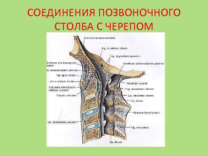 Связки позвоночного столба. Позвоночный столб соединения позвонков. Соединение позвоночного столба с черепом. Соединение черепа с позвоночником. Соединение позвонков в позвоночнике.