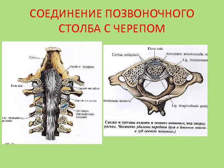 Кости позвоночника тип соединения. Соединение костей черепа с позвоночником. Соединения позвонков между собой и черепом. Прерывные соединения позвоночного столба. Соединение костей позвоночного столба животных.