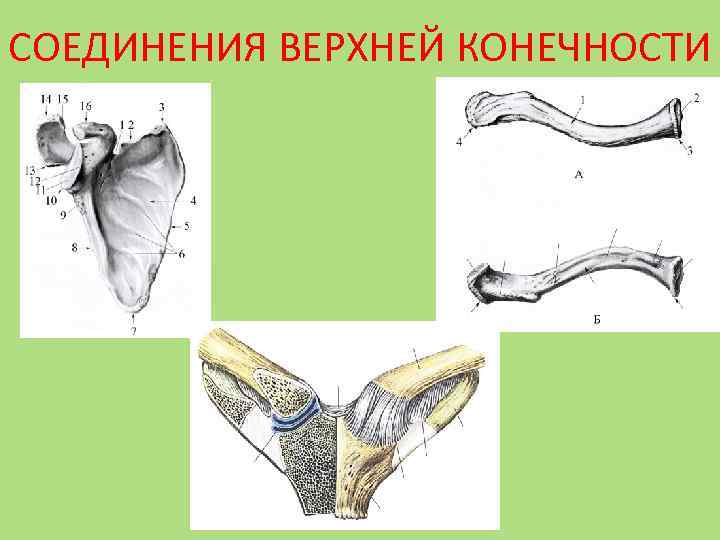 Соединение костей конечностей. Соединения костей верхней конечности. Пояс верхних конечностей Тип соединения костей. Строение и соединение костей пояса верхней конечности. Соединение костей свободной верхней конечности.