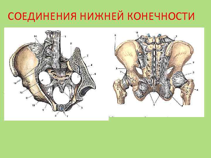 Соединение кости нижней конечности. Кости нижней конечности Тип соединения. Соединение костей нижней конечности. Соединения пояса нижних конечностей. Соединения пояса нижних конечностей вид спереди.
