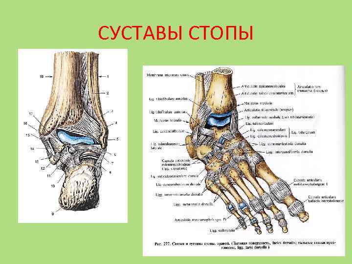 Суставы стопы анатомия человека рисунок