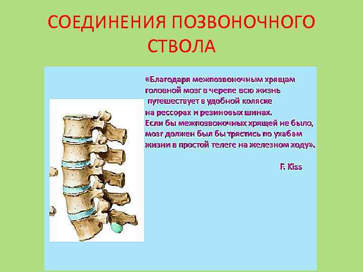 СОЕДИНЕНИЯ ПОЗВОНОЧНОГО СТВОЛА 