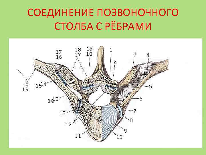 Соединение ребер с грудиной. Соединение позвонков с ребрами. Соединение ребер с позвонками. Соединение позвоночного столба. Соединение ребер с позвоночниками.