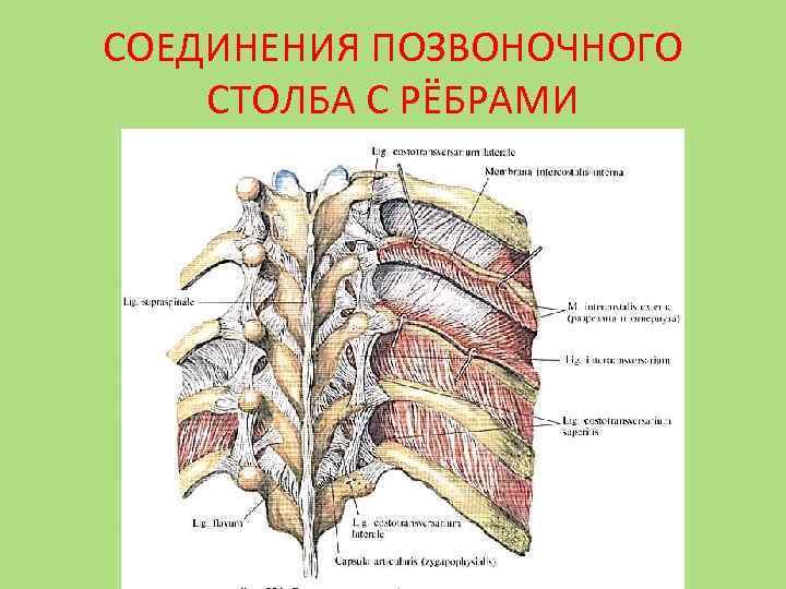 Реберно позвоночный сустав. Соединение ребер с позвонками анатомия. Грудино реберный синхондроз 1 ребра. Соединение позвонков с ребрами анатомия. Грудино реберный синхондроз 2 ребра.