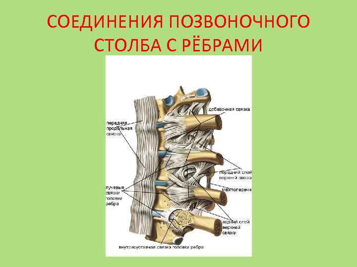 СОЕДИНЕНИЯ ПОЗВОНОЧНОГО СТОЛБА С РЁБРАМИ 