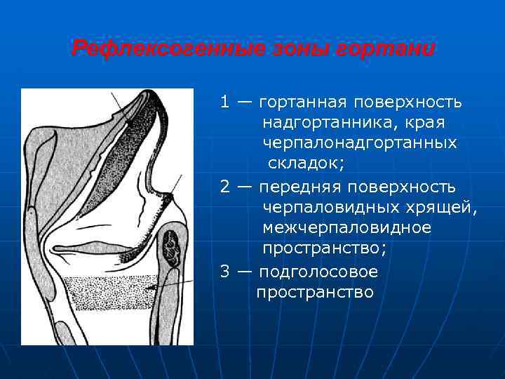 Рефлексогенные зоны гортани 1 — гортанная поверхность надгортанника, края черпалонадгортанных складок; 2 — передняя