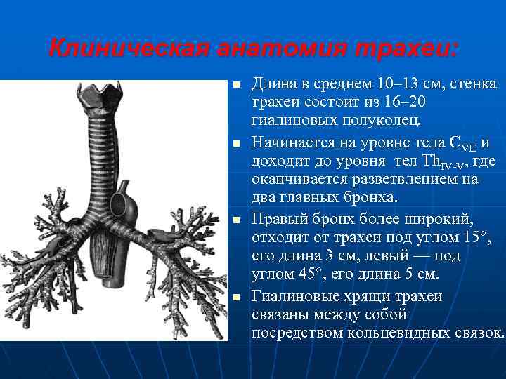Клиническая анатомия трахеи: n n Длина в среднем 10– 13 см, стенка трахеи состоит