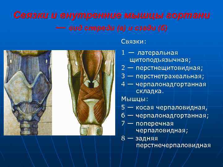 Связки и внутренние мышцы гортани — вид спереди (а) и сзади (б) Связки: 1