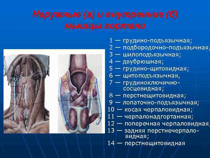 Наружные (а) и внутренние (б) мышцы гортани 1 2 3 4 5 6 7