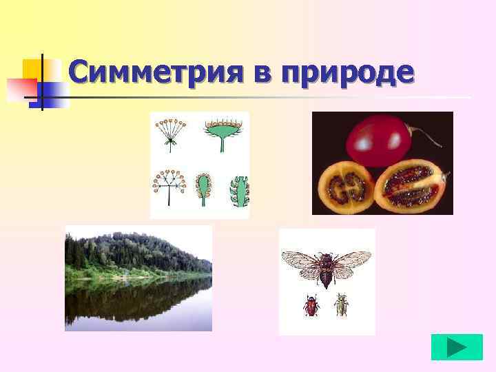 Симметрия в природе 