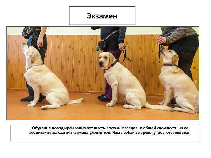 Экзамен Обучение поводырей занимает шесть-восемь месяцев. В общей сложности на ее воспитание до сдачи