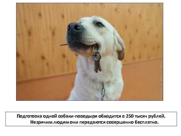 Подготовка одной собаки-поводыря обходится в 250 тысяч рублей. Незрячим людям они передаются совершенно бесплатно.