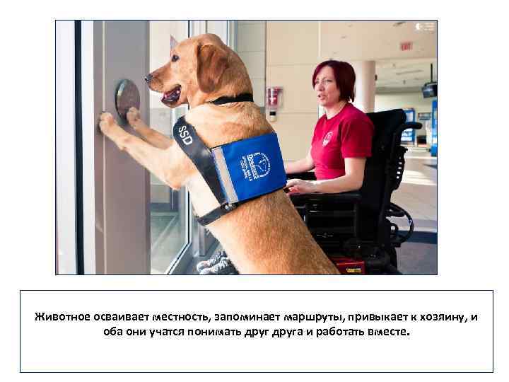 Животное осваивает местность, запоминает маршруты, привыкает к хозяину, и оба они учатся понимать друга