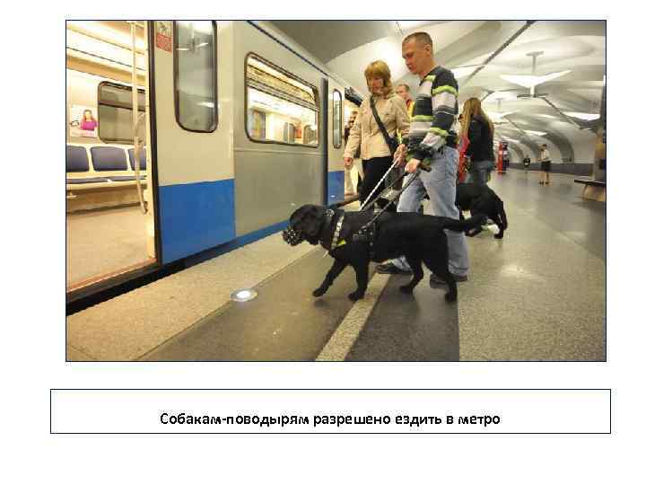  Собакам-поводырям разрешено ездить в метро 