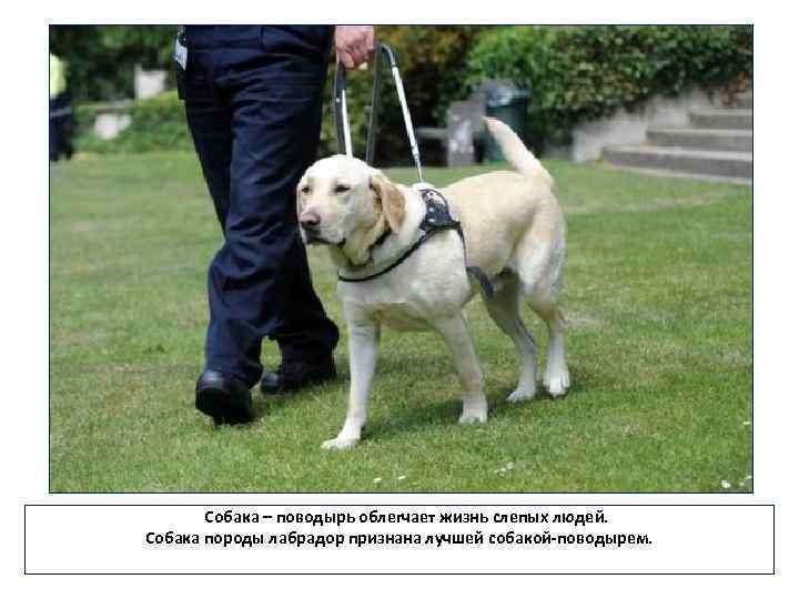 Собака – поводырь облегчает жизнь слепых людей. Собака породы лабрадор признана лучшей собакой-поводырем. 
