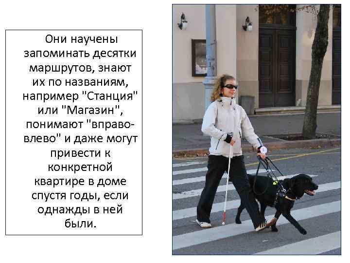  Они научены запоминать десятки маршрутов, знают их по названиям, например "Станция" или "Магазин",