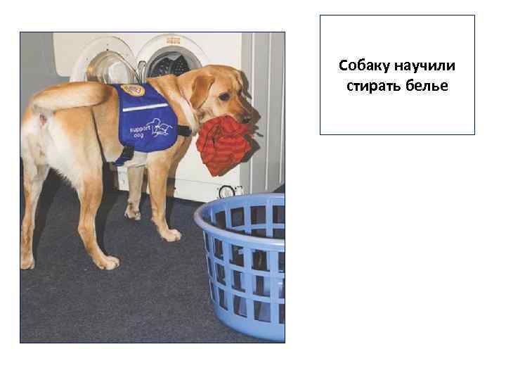 Собаку научили стирать белье 