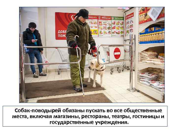  Собак-поводырей обязаны пускать во все общественные места, включая магазины, рестораны, театры, гостиницы и
