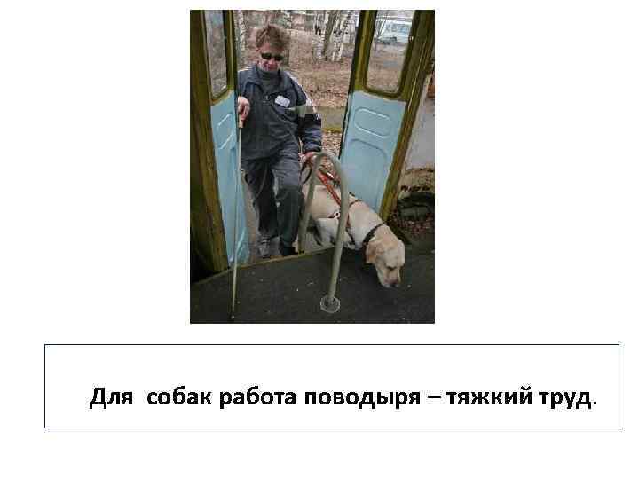 Для собак работа поводыря – тяжкий труд. 