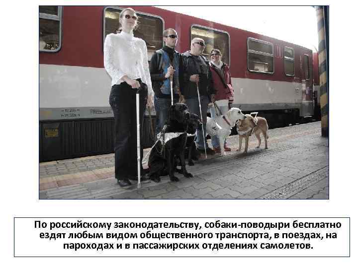  По российскому законодательству, собаки-поводыри бесплатно ездят любым видом общественного транспорта, в поездах, на