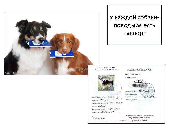 У каждой собакиповодыря есть паспорт 