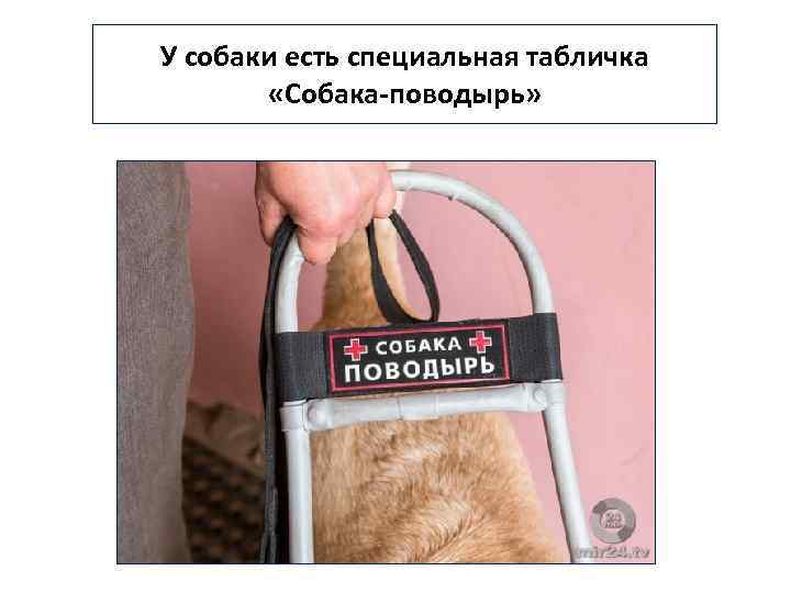 У собаки есть специальная табличка «Собака-поводырь» 