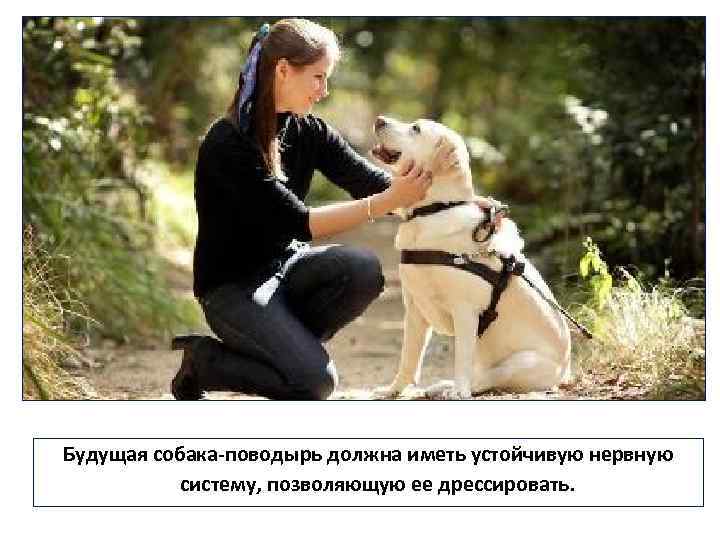 Будущая собака-поводырь должна иметь устойчивую нервную систему, позволяющую ее дрессировать. 