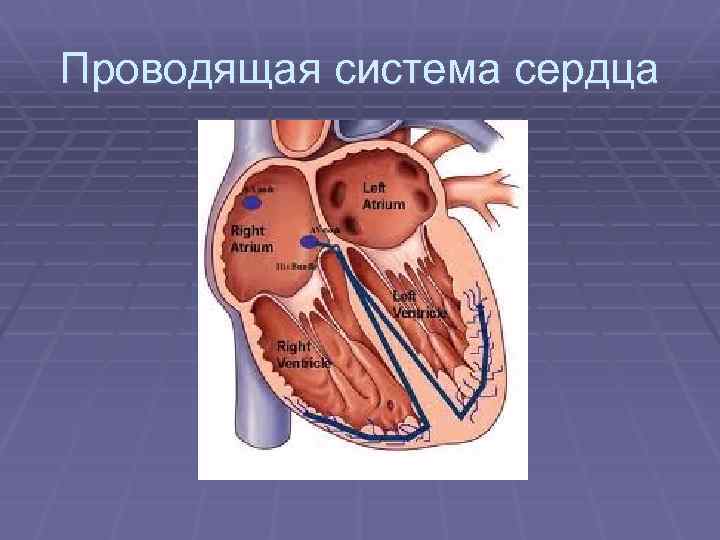 Проводящая система сердца 