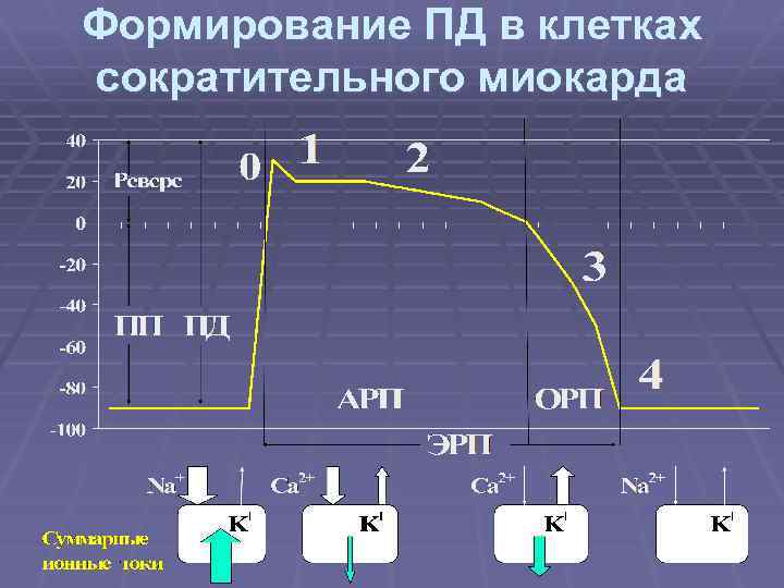 Формирование ПД в клетках сократительного миокарда 