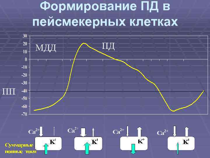 Формирование ПД в пейсмекерных клетках МДД ПП ПД 