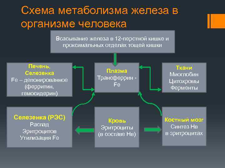 Схема метаболизма железа в организме человека Всасывание железа в 12 -перстной кишке и проксимальных
