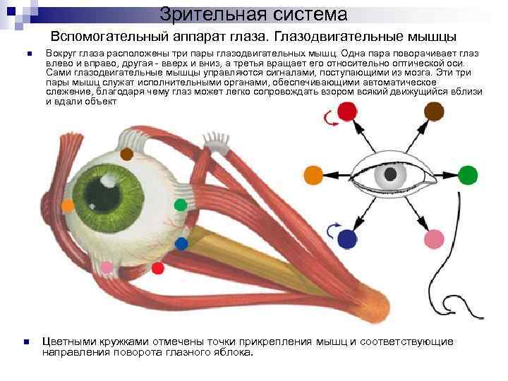 Глазодвигательный нерв мышцы. Глазодвигательный аппарат глаза иннервация. Глазодвигательные мышцы анатомия. Схема действия глазодвигательных мышц. Глазодвигательные мышцы глаза функции.