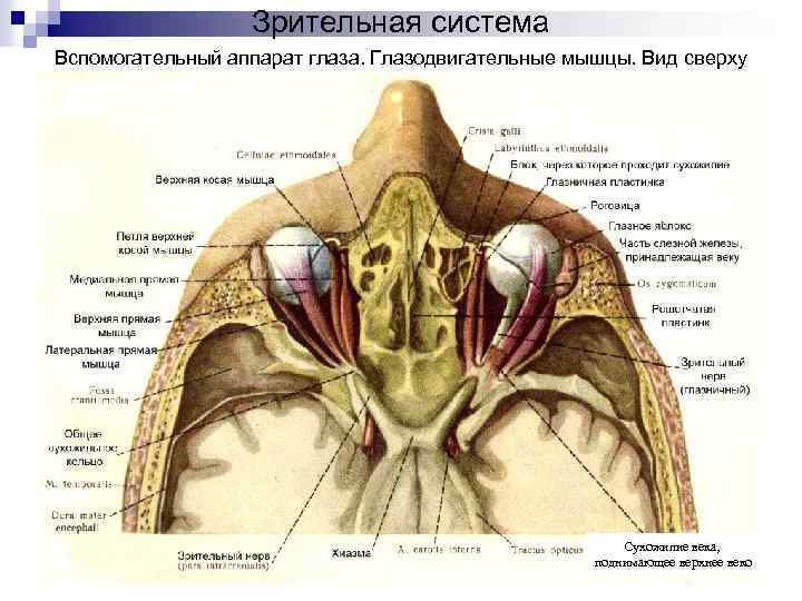 Зрительная система Вспомогательный аппарат глаза. Глазодвигательные мышцы. Вид сверху Сухожилие века, поднимающее верхнее веко