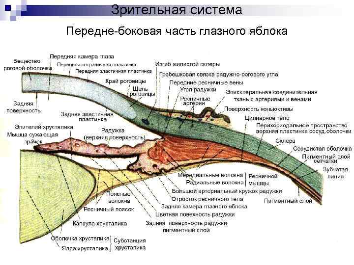 Зрительная система Передне-боковая часть глазного яблока 