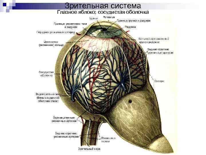 Зрительная система Глазное яблоко; сосудистая оболочка 