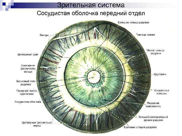 Зрительный тракт схема