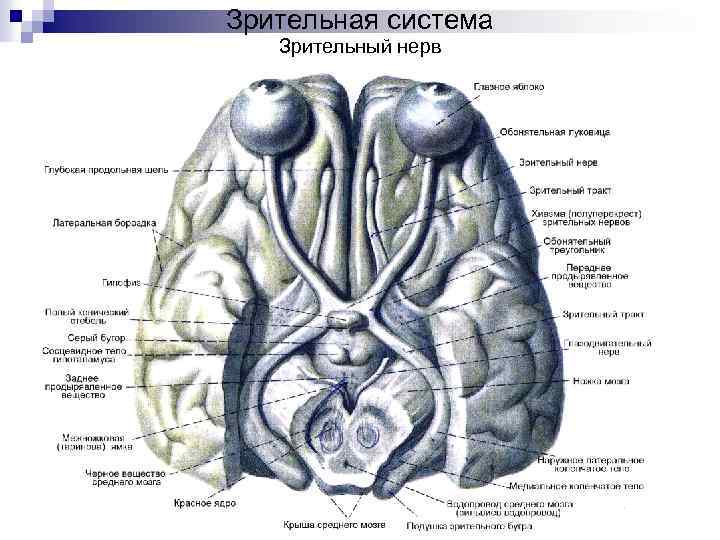 Зрительный тракт схема