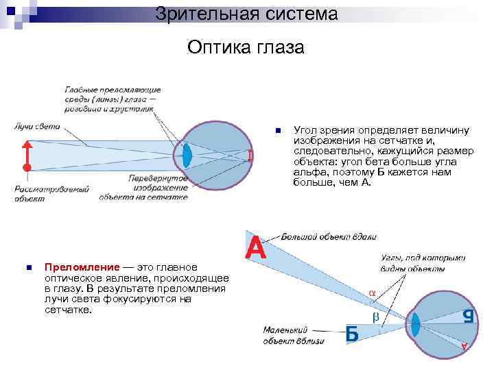 Как формируется изображение предметов на сетчатке