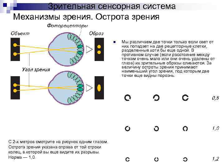 Механизм зрения