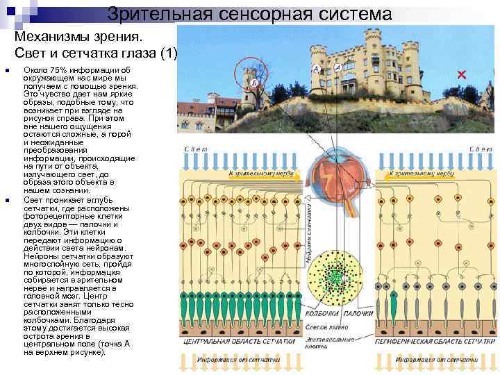 Зрительная сенсорная система Механизмы зрения. Свет и сетчатка глаза (1) n n Около 75%