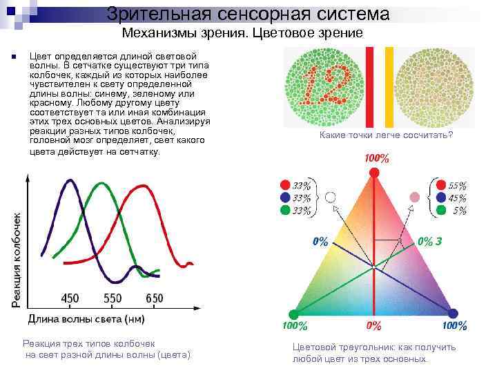 Цветовое зрение