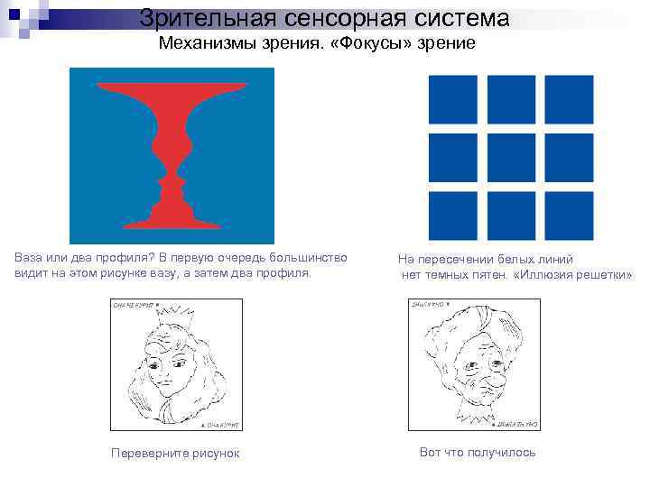 Зрительная сенсорная система Механизмы зрения. «Фокусы» зрение Ваза или два профиля? В первую очередь