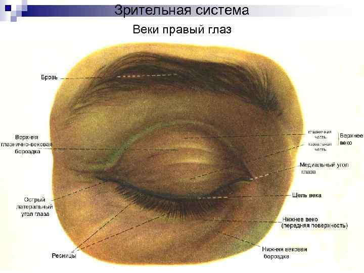 На правом веке