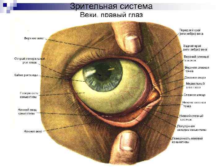Нижний край века. Строение глаза человека конъюнктивальный мешок. Киста конъюнктивы глаза. Конъюнктивальный мешок анатомия.