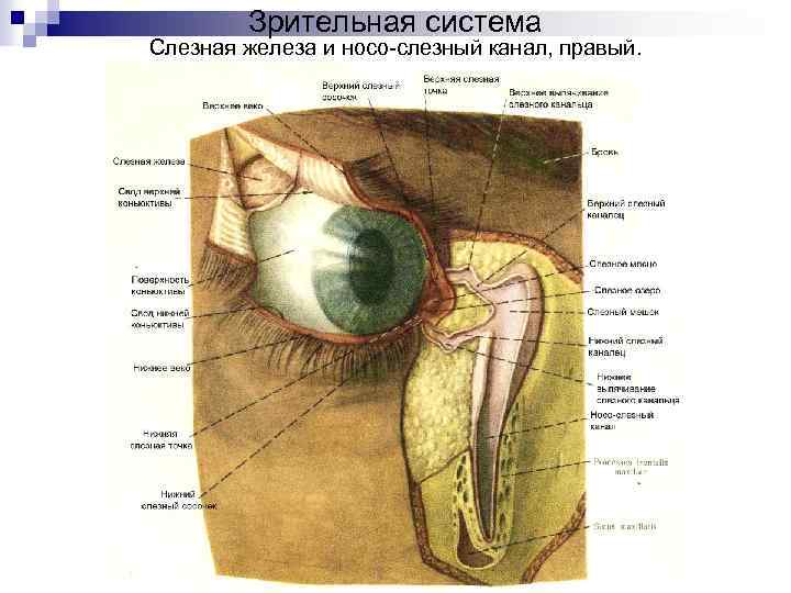 Зрительная система Слезная железа и носо-слезный канал, правый. 